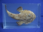 Foto Galerie/Rajiformes/Raja brachyura_01_SS.jpg